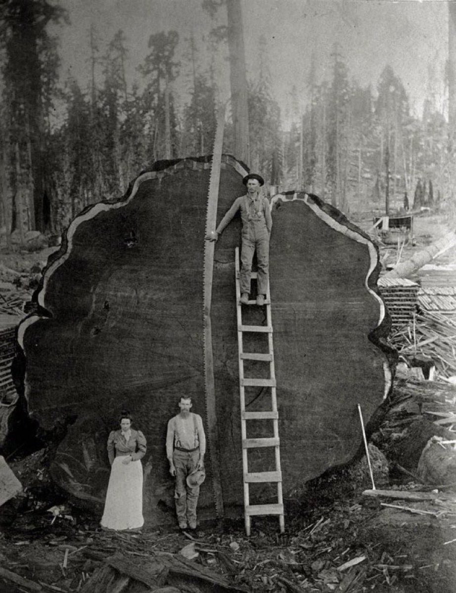 fasc1nate's tweet photo. A family poses in front of a 1,341-year-old Sequoia tree nicknamed "Mark Twain."

It was felled in 1892 after a team of two men spent 13 days sawing it in the Pacific Northwest. The giant tree was 331 feet tall (100 meters). https://t.co/LZbJ1tQpfG