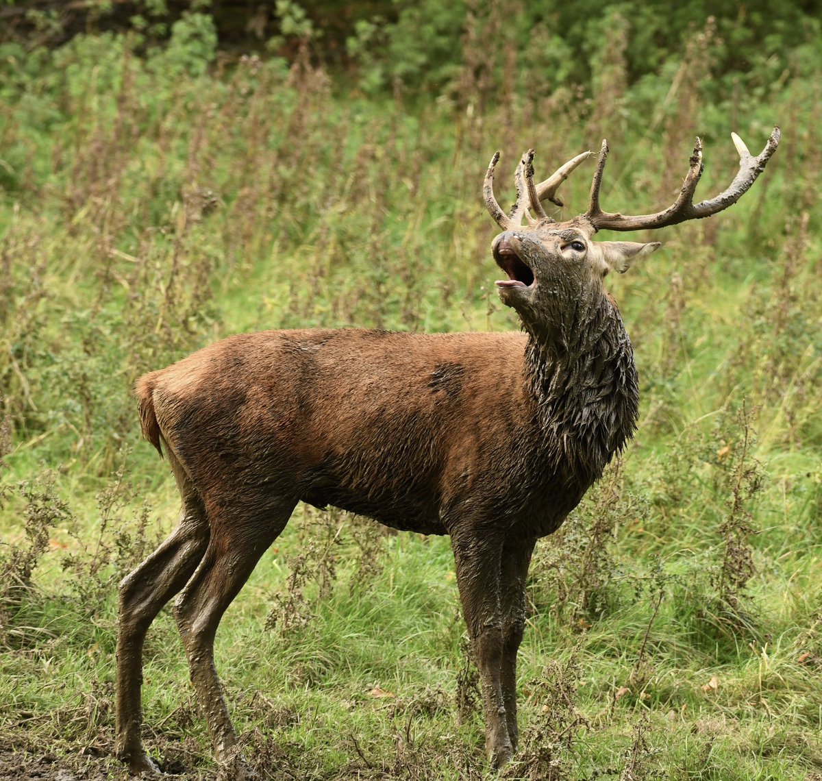 STUDLEY ROYAL - deer Residents #TwitterNatureCommunity