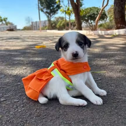 poptime's tweet photo. Doguinhos que foram abandonados no lixo posaram como garis para incentivar adoção dos bichinhos, em Brasília. 💞🥺 https://t.co/GFzhqJYrZq