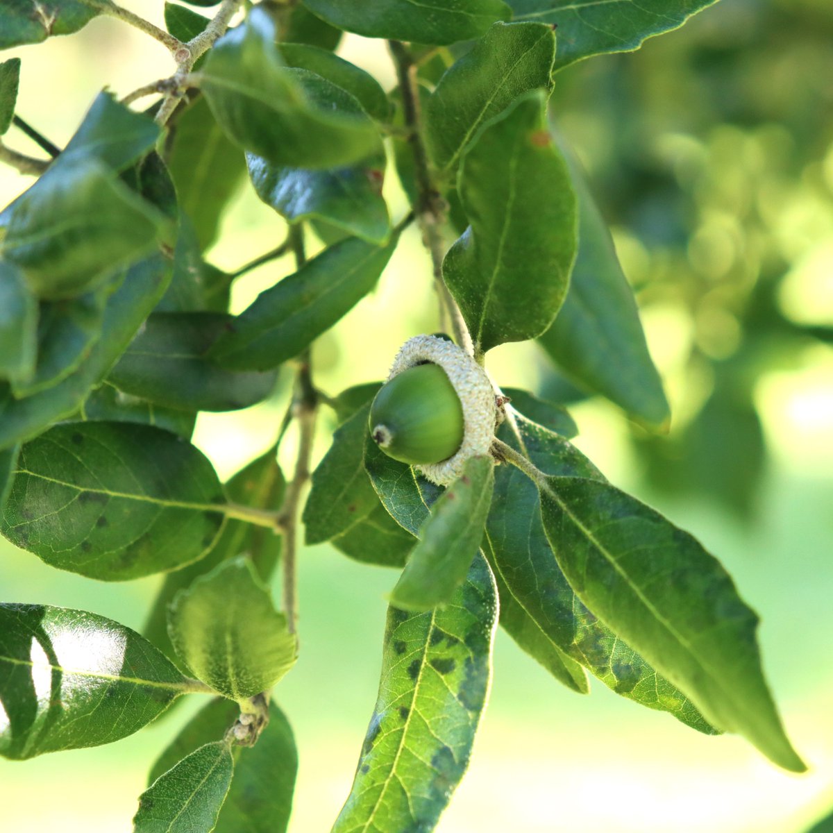 TTNewbridge's tweet photo. An Acorn on an Evergreen Oak - Quercus Ilex - Dair síorghlas
AKA Holm Oak
Lots on the tree this year - planting possibilities abound.
#TreeFruits
#LiffeyLinearPark
#wildflowerhour https://t.co/HLFSTJBL1W
