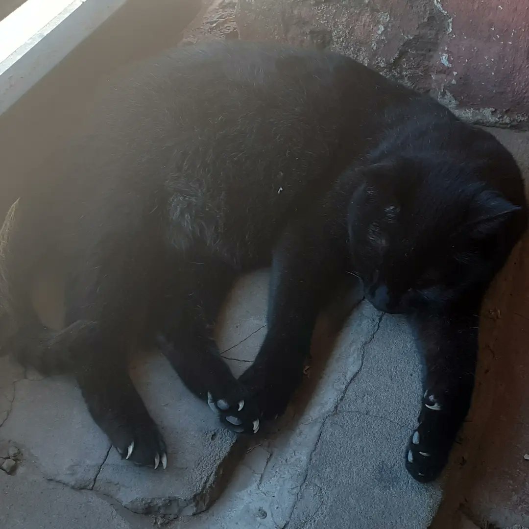Spancho_'s tweet photo. Hasta siempre Negrita Hermosa, en Algún momento nos vamos a volver a encontrar, gracias por ayudarme en el peor momento de mi vida, te voy a extrañar muchísimo, hasta siempre mi gordita hermosa https://t.co/znXee5Zqia