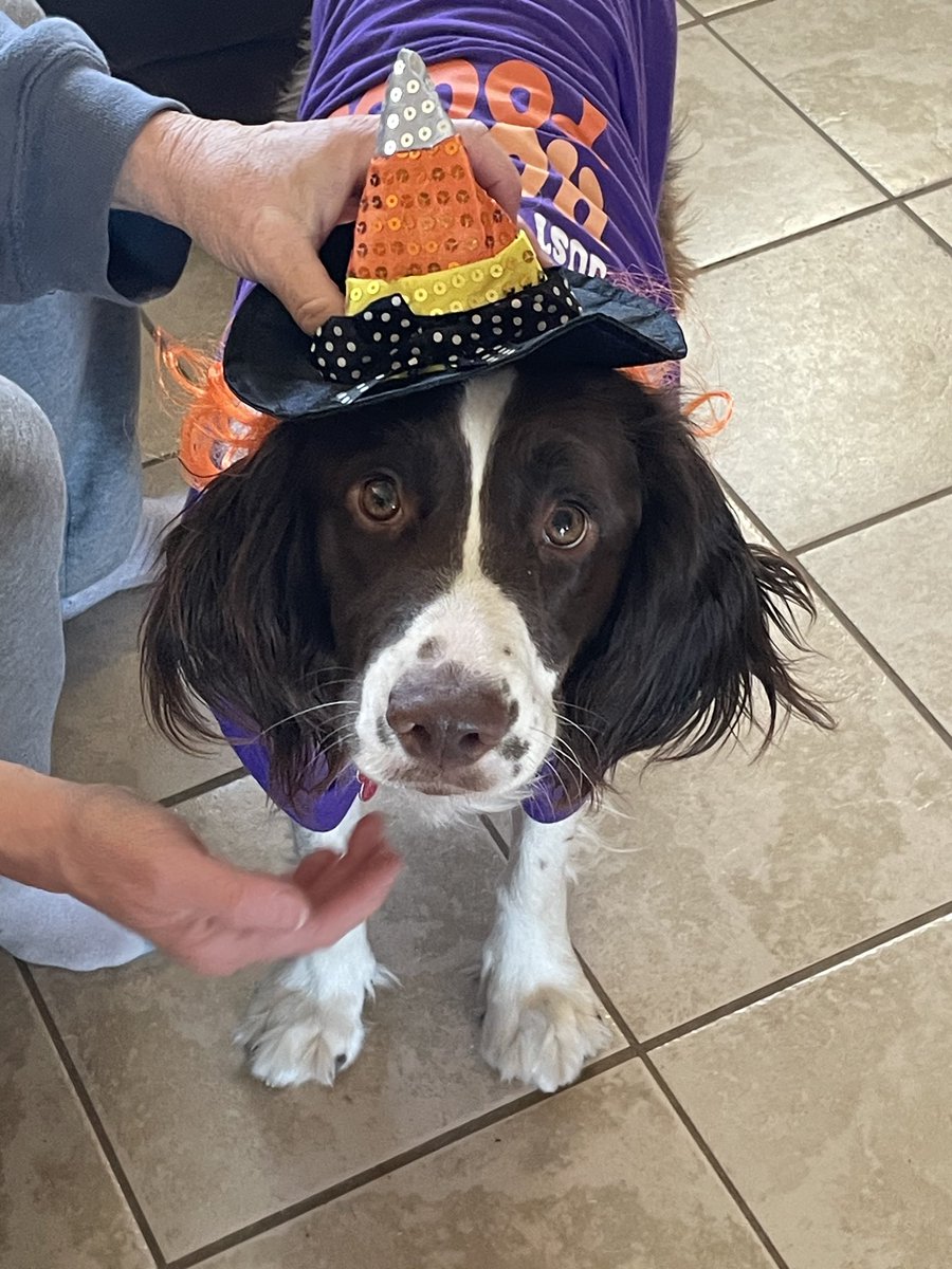 ClawsFins's tweet photo. Happy late Halloween from our pack of idiots! https://t.co/1wcUCJMxH7