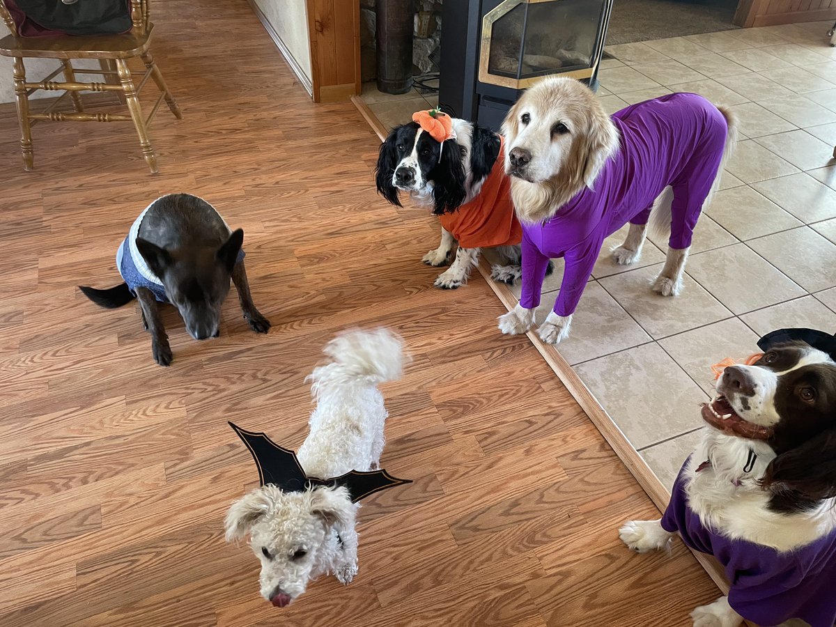 ClawsFins's tweet photo. Happy late Halloween from our pack of idiots! https://t.co/1wcUCJMxH7