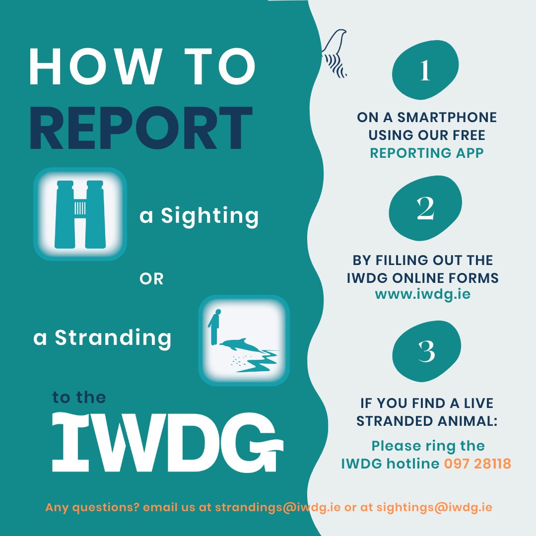 Become a #citizenscientist and help the IWDG collect vital data about #whales and #dolphins. The only thing you need to do is record and report sightings to us using our website sighting form or our free Reporting App.
We want to thank you all for sharing these amazing sightings!