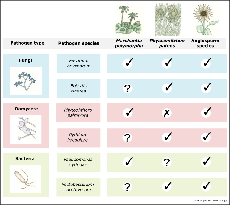 Our review about non-vascular plant-pathogen interactions is now online in Current Opinion in Plant Biology! We discuss the recent findings on the EvoMPMI from bryophyte systems, which highlight the evolution and diversity of the plant immune system.

authors.elsevier.com/sd/article/S13…