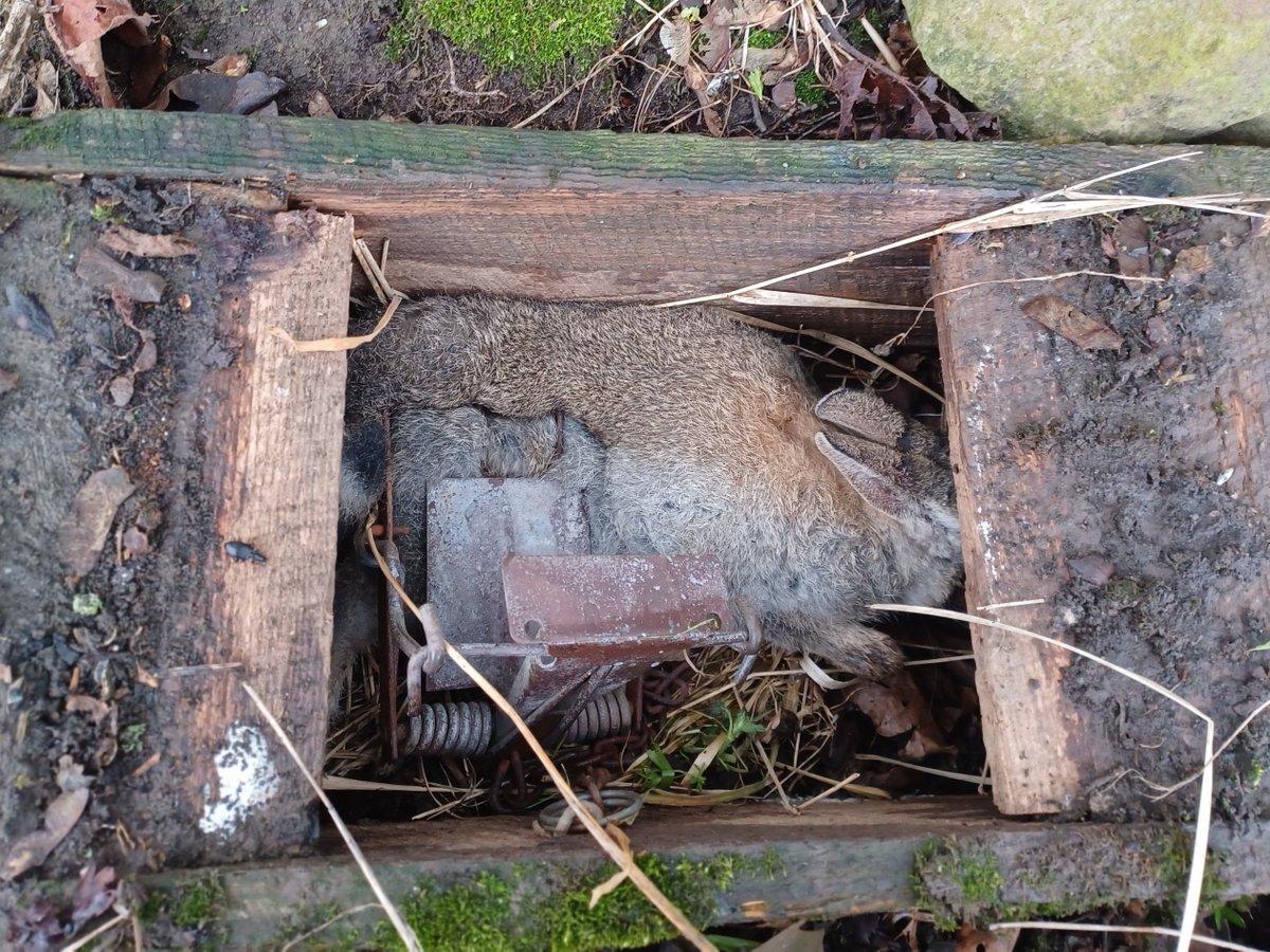 💔Tell her it's a 'humane' trap 💔 ▪️This is what goes on where land is managed for pheasant and partridge shooting. Utter, needless destruction. ▪️Fenn traps are archaic, cruel devices which kill indiscriminately. Full story of the #Allendale Estate: huntinvestigationteam.org/allendale/