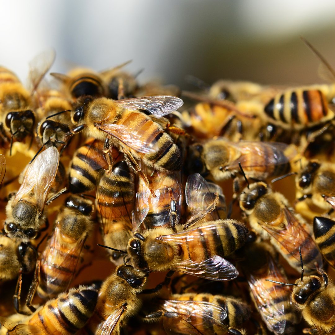 thentixskin's tweet image. 🐝 Debunking the Bee Myth! 🐝 As winter nears, you might've heard honey bees hibernate or migrate. 🌬️ But here's the truth: bees don't take a vacation! Instead, they form a tight-knit "cluster" around their honey stores, buzzing even in chilly weather.
 #BeeMythBusted #WinterBees