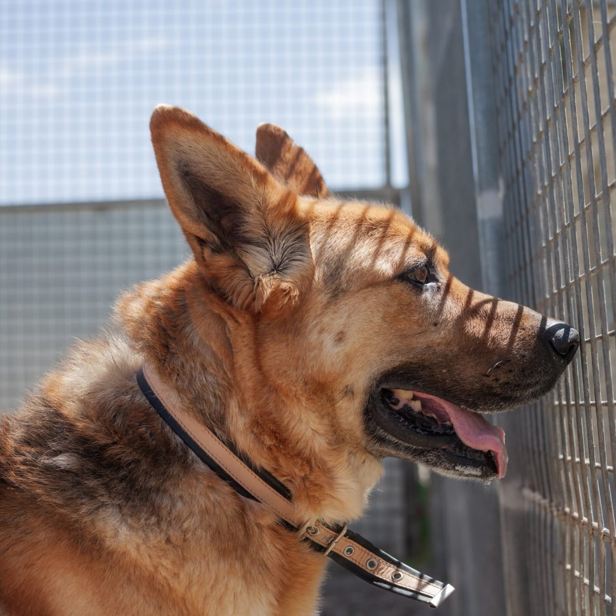 FaunaenCasa's tweet photo. Trueno 🐕 es un #PastorAlemán de 10 años que ha vivido toda su vida encadenado y sin recibir buenos tratos. Llegó muy asustado, sin entender nada. Es un perro sensible, no guarda rencor alguno y es muy cariñoso. #Adopta en @asociacion_anaa en #Madrid +info https://t.co/mIDWYCFNjp https://t.co/dvIO0xARxj