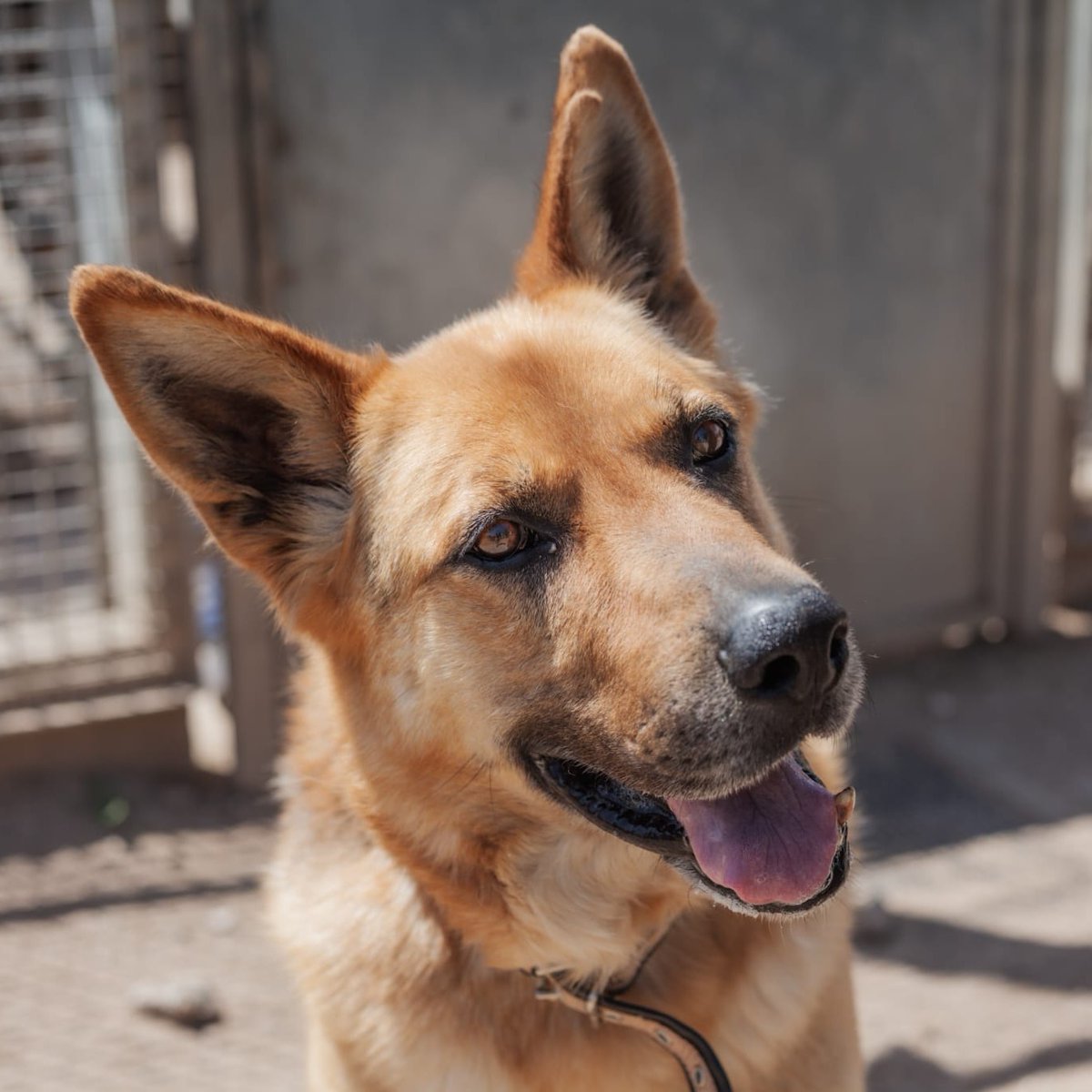 FaunaenCasa's tweet photo. Trueno 🐕 es un #PastorAlemán de 10 años que ha vivido toda su vida encadenado y sin recibir buenos tratos. Llegó muy asustado, sin entender nada. Es un perro sensible, no guarda rencor alguno y es muy cariñoso. #Adopta en @asociacion_anaa en #Madrid +info https://t.co/mIDWYCFNjp https://t.co/dvIO0xARxj