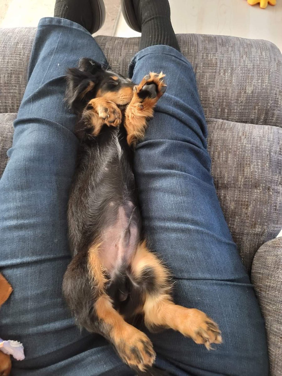 Dr. Kelly Jurkowski tweet media