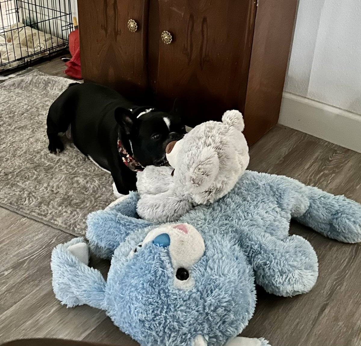 HocktheHam's tweet photo. I love my lovey stuffeies!! https://t.co/vHdUZpqrxo