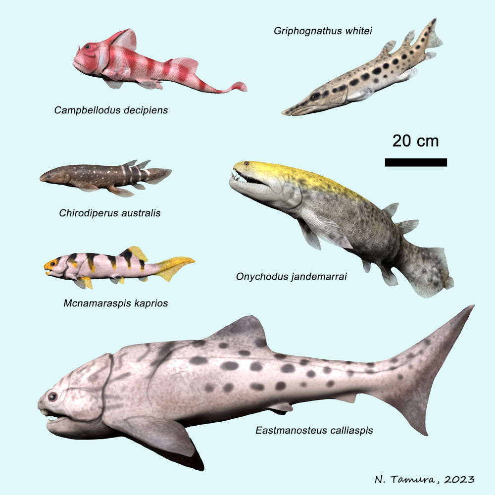 Devonian Fish Series #23: Gogo Formation (Early Frasnian) of Western Australia, part II: Campbellodus (Ptyctodontida), Griphognathus, Chirodipterus (dipnoi), Onychodus (Onychodontida), Mcnamaraspis, Eastmanosteus (Arthrodira)