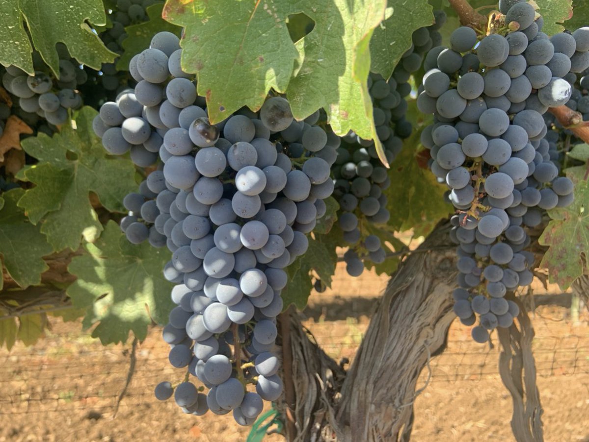 The Cabernet is still hanging…for now! Harvest is almost a wrap around here.