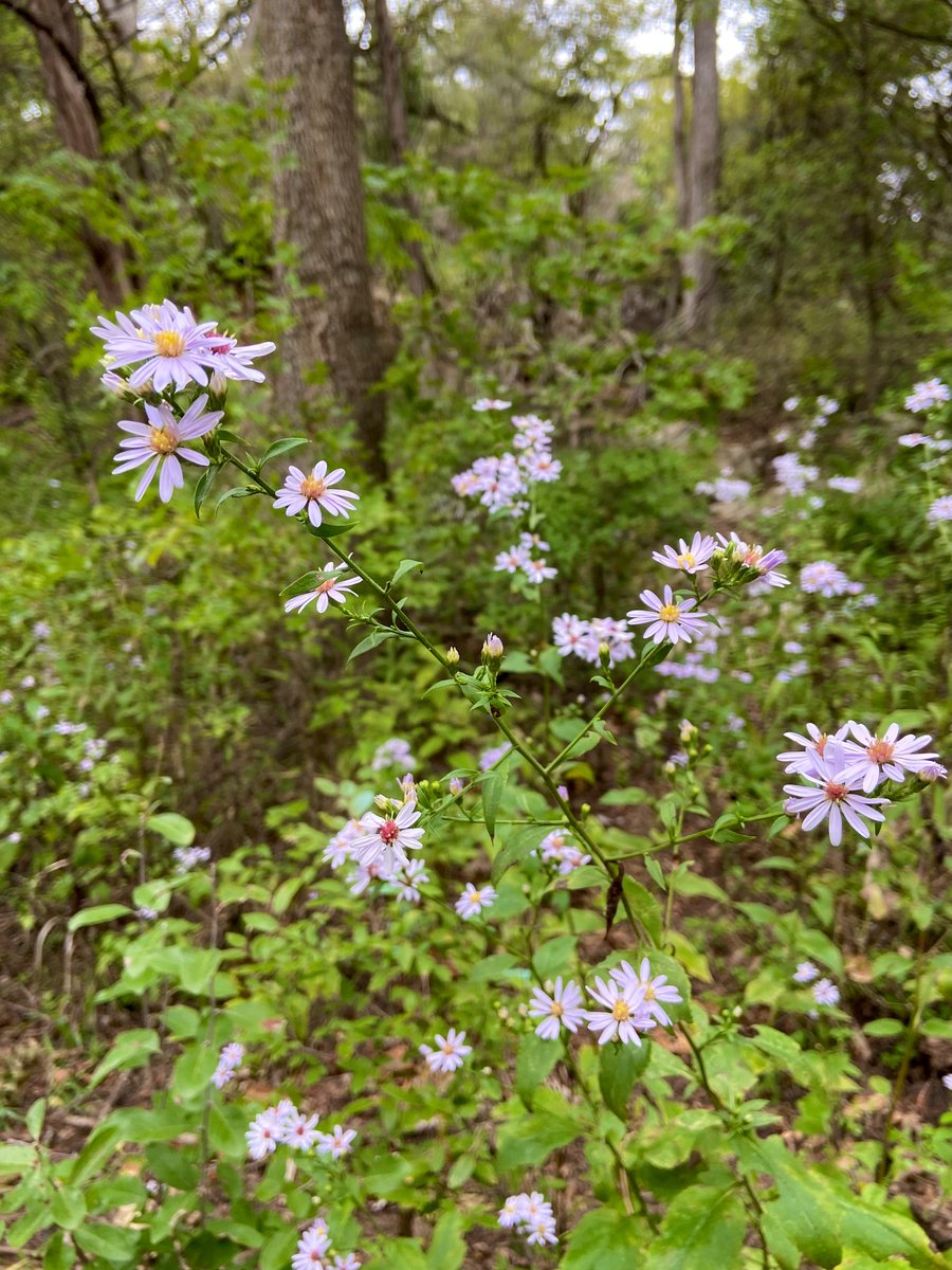 HalderAlaka's tweet photo. 🥾Hiked Twin Falls and Sculpture Falls with @PCofAustin friends today! 

🌸 Austin autumns are great. Good temperatures. Trails lined with daisies, asters, beautyberries 

🐯 On Sat Dec 02, we’re doing River Place (one of my favorite Austin trails):

https://t.co/bWutZT9rBw https://t.co/P8c3UmvHVS