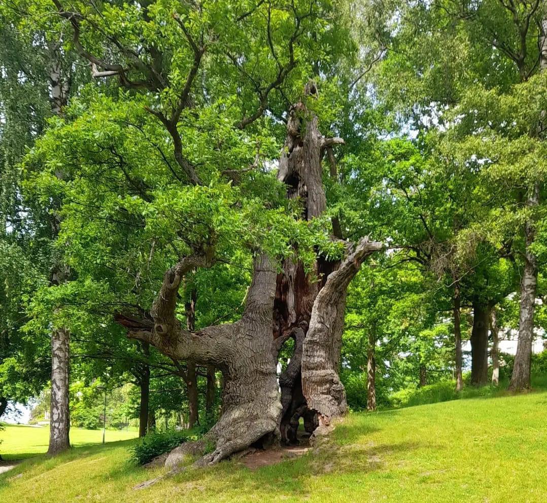 The 500 years old ‘Wishing Oak’ of the Stockholm suburb Hässelby 📷 Maria Hedlund