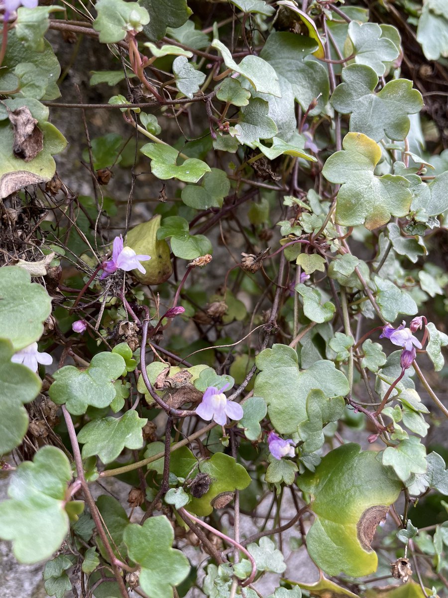 Ivy leaved toadflax tumbling down a wall in Bracknell town centre for this weeks #WildflowerHour