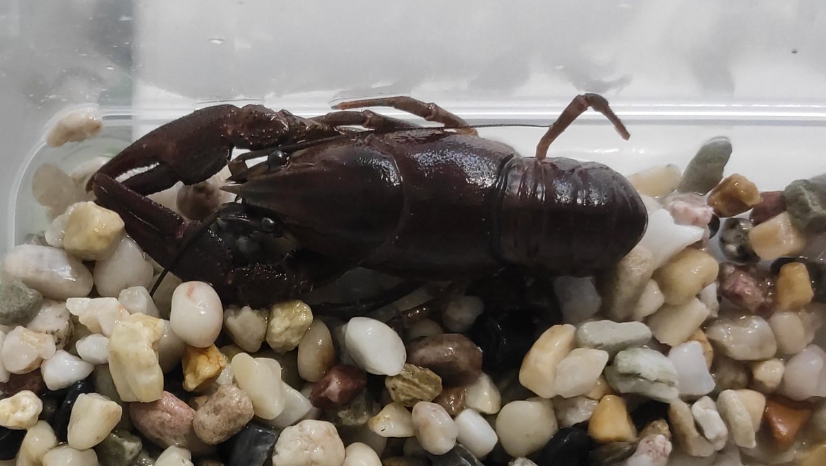 Our research paper “Temporal dynamics of the immune response in Astacus astacus (Linnaeus, 1758) challenged with Aphanomyces astaci Schikora, 1906” is published in Fish and Shellfish Immunology!
Full-text: authors.elsevier.com/a/1i1YU_NueAGo…
<a href="/LOEWE_TBG/">LOEWE Centre Translational Biodiversity Genomics</a>  <a href="/unistra/">-</a> <a href="/rptu_kl_ld/">RPTU</a> <a href="/PMFZAGREB/">PMF Sveučilišta u Zagrebu</a>