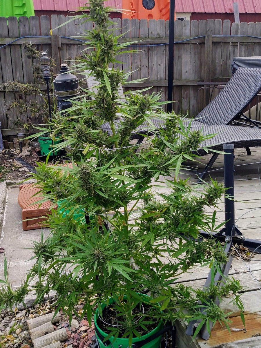 November 5th and I still got stuff going outside 💚🔥🌿