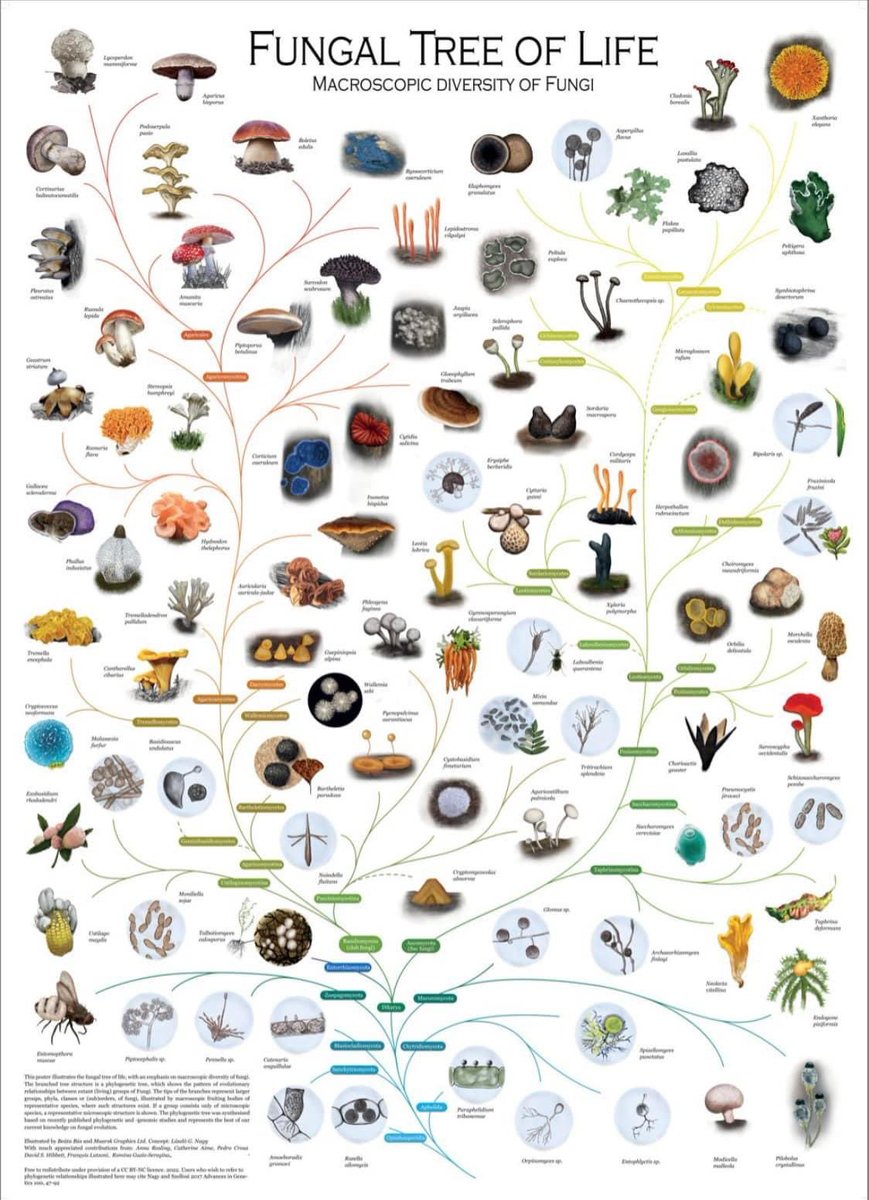 Fungal Tree of Life Poster ima-mycology.org/news/announcem…