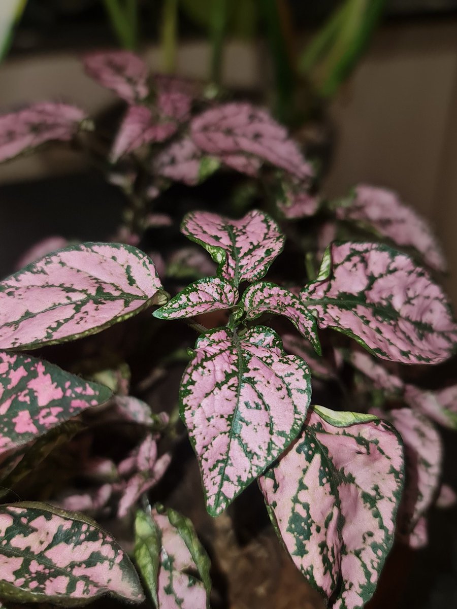 MixiMix1's tweet photo. #plants #plantlover #photooftheday https://t.co/yVqagIlQyw