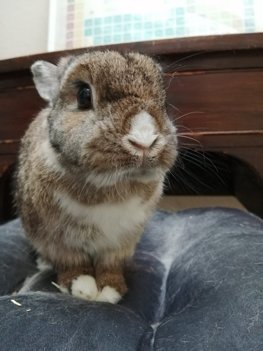 Our rabbit Humphry having a great night listening to <a href="/ClassicFM/">Classic FM</a> and happy not be out on a soggy loud fireworks night #PetClassics