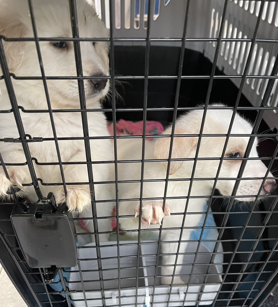 AviationAndDogs's tweet image. Sunday puppy arrivals! 🐾✈️ #AlaskaAirCargo #flySEA