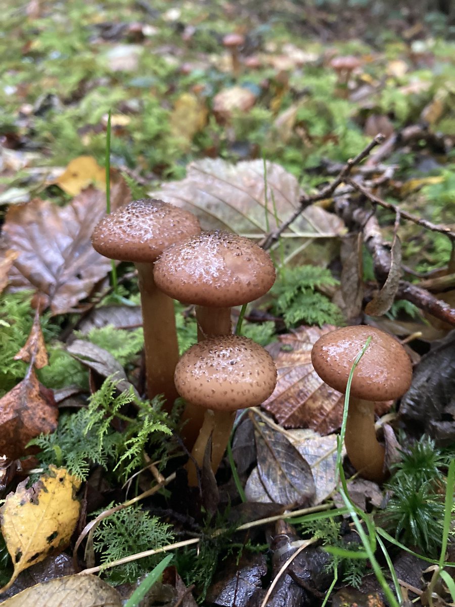 benhellfeld's tweet image. Fungi #welshrainforest