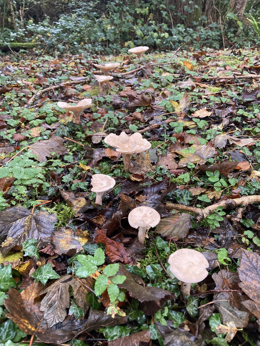 benhellfeld's tweet image. Fungi #welshrainforest