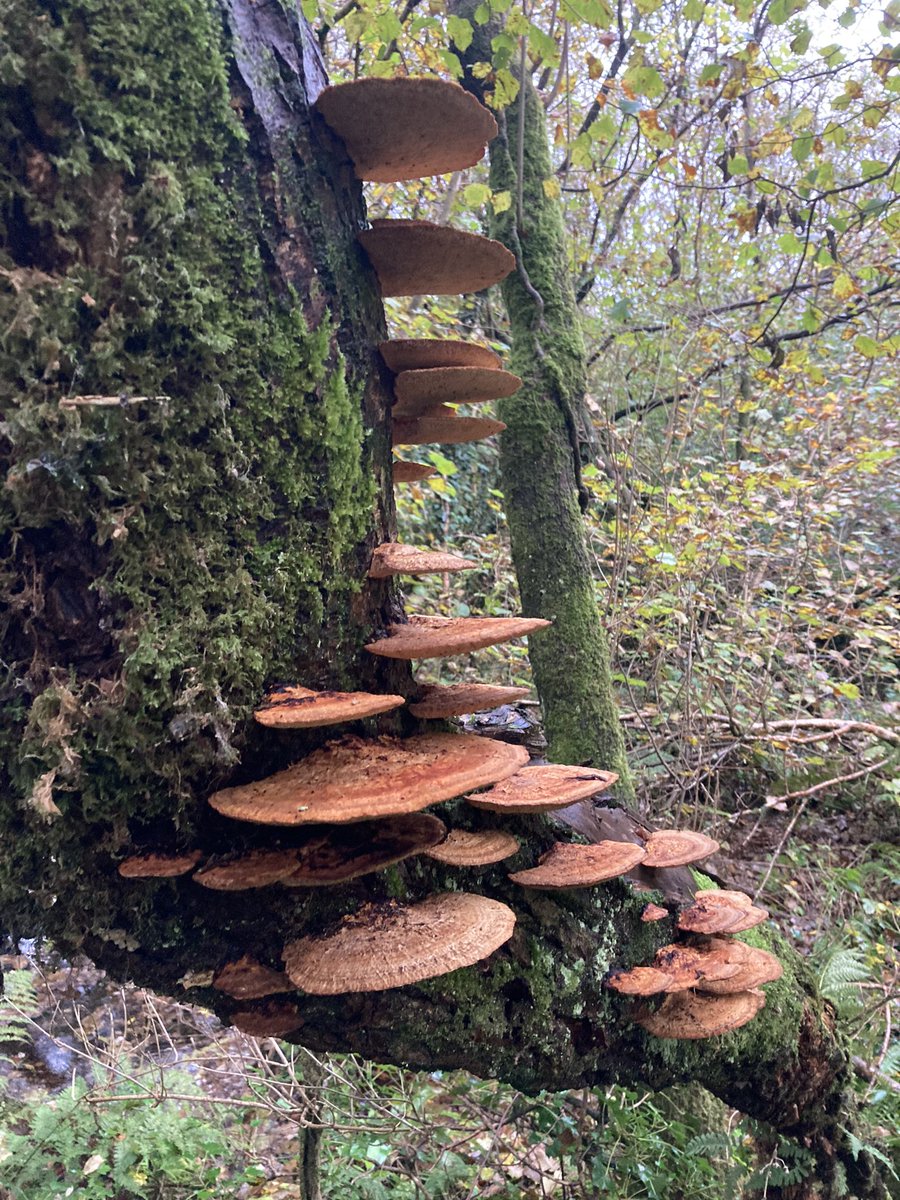 benhellfeld's tweet image. Fungi #welshrainforest