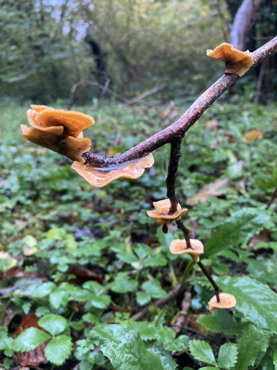 benhellfeld's tweet image. Fungi #welshrainforest