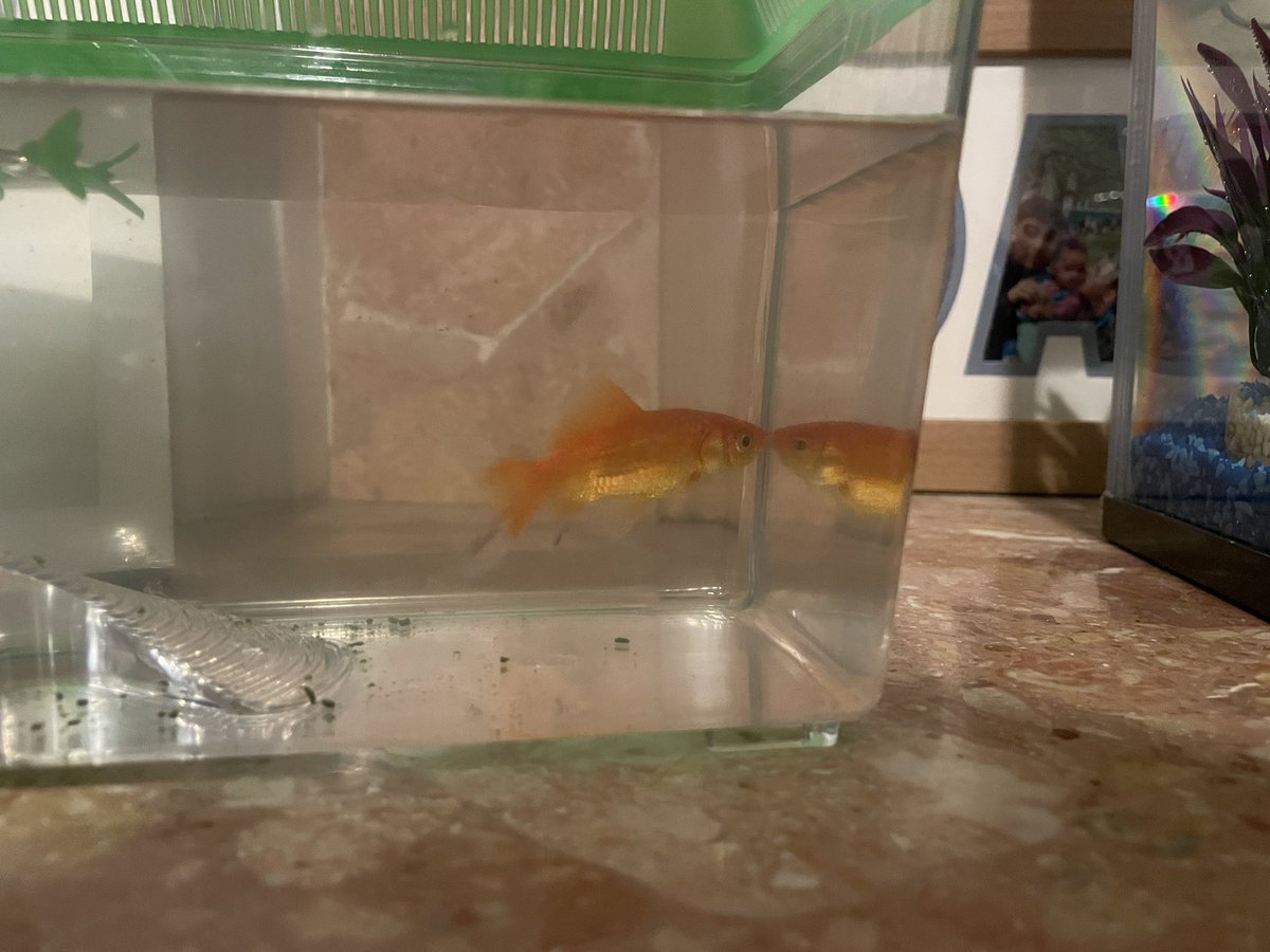 Lewis Taylor 🤌🏼 tweet media