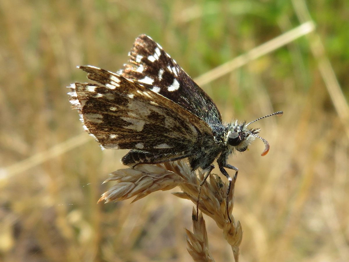 Unser neuer #Wiesenbewohner des Monats ist da: der Kleine Würfel-Dickkopffalter. 

Wie der Schmetterling zu diesem speziellen Namen kommt und auf welche Leibspeise seine Raupen angewiesen sind, erfahrt ihr in unserem neuen Artikel: t1p.de/6wwhk
🦋🌼