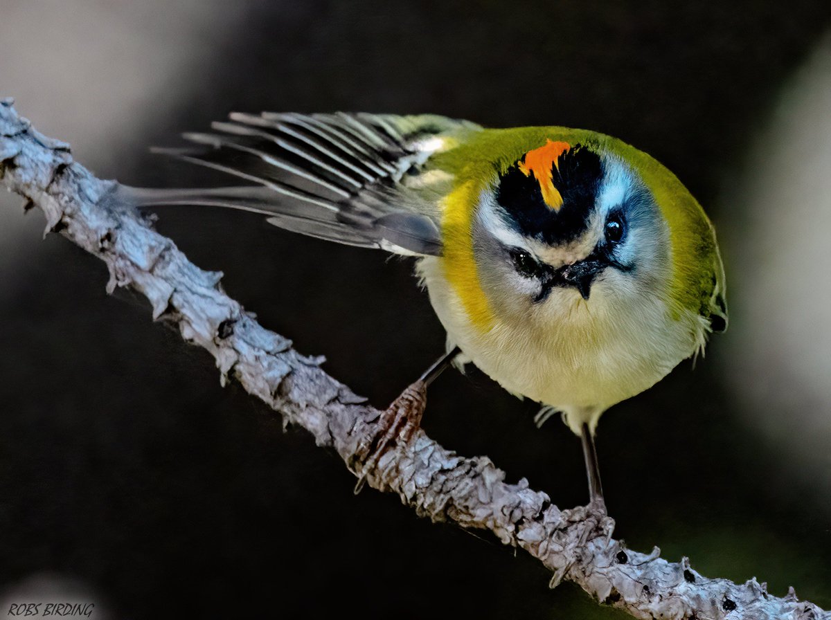 Never a dull moment, Common firecrest (Regulus ignicapilla) pauses for a sec. @_BTO @WildlifeMag @BirdLifeEurope @BirdWatchDaily @global_birding @BirdLife_News