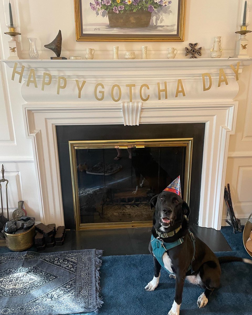 MaggieConnelly's tweet photo. Happy 2nd Gotcha Day! https://t.co/6a3qMPyvZY