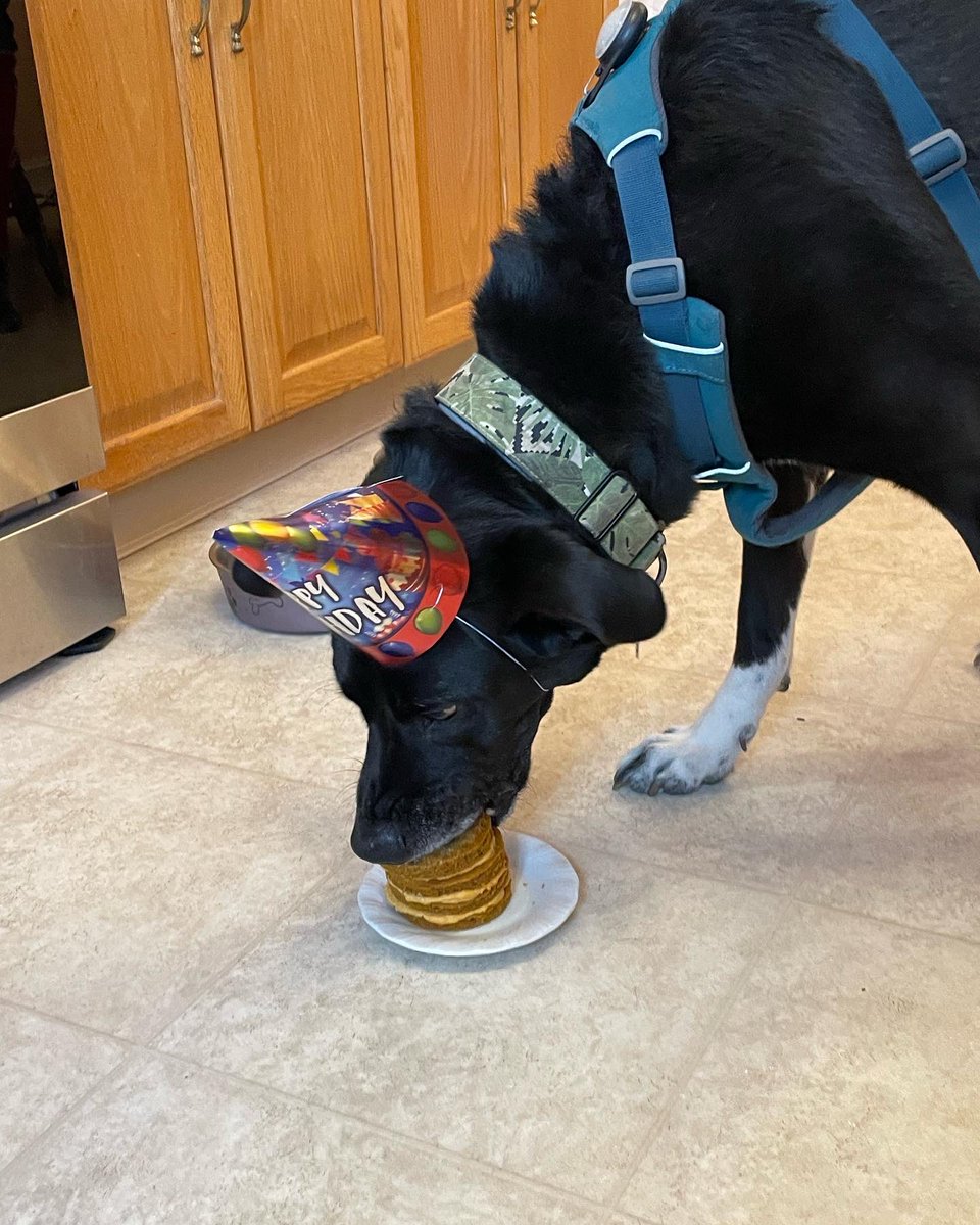 MaggieConnelly's tweet photo. Happy 2nd Gotcha Day! https://t.co/6a3qMPyvZY