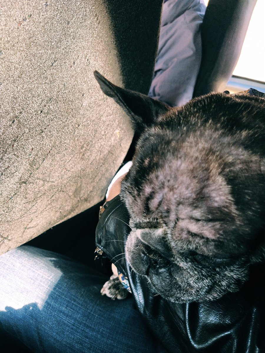 потихоньку вливаюсь в твиттер... держите собакена с которым я ехала сегодня в маршрутке