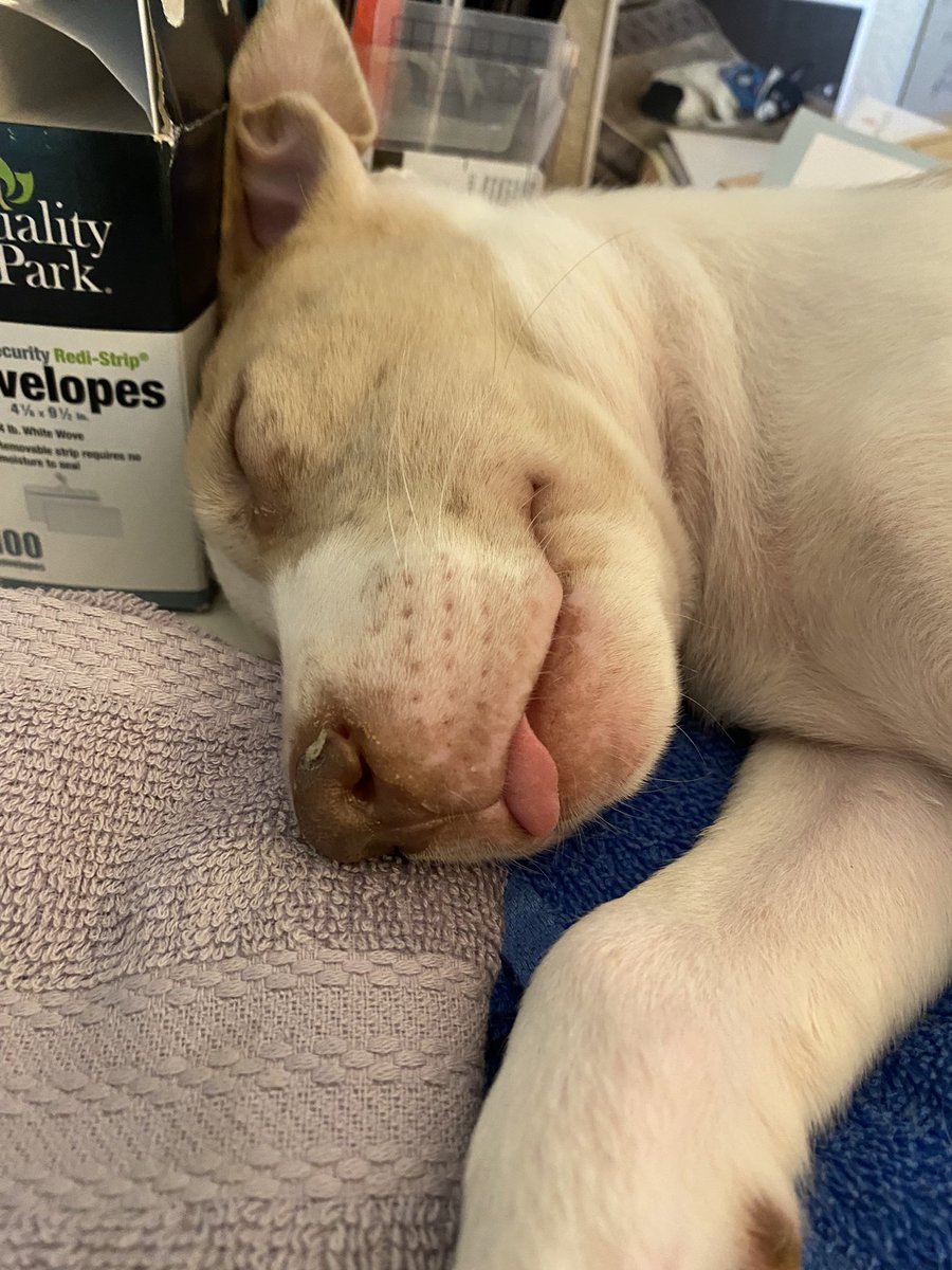 ileannnn__'s tweet photo. We had 2 foster puppies and one got adopted last week! Looking for a home for this little guy - Highlighter 🥰 https://t.co/I9sT3YM13L