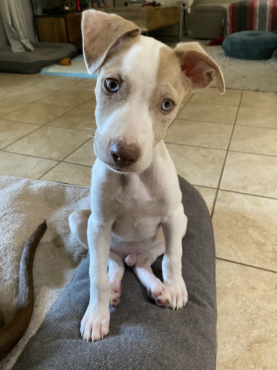 ileannnn__'s tweet photo. We had 2 foster puppies and one got adopted last week! Looking for a home for this little guy - Highlighter 🥰 https://t.co/I9sT3YM13L