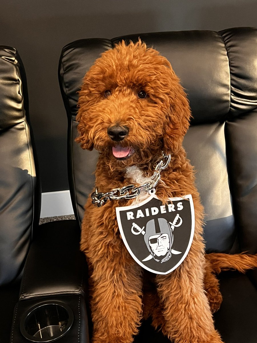 How about them Raiders!!! #RaiderNation #justwinnaby #blackandsilver #LasVegasRaiders #goldendoodle