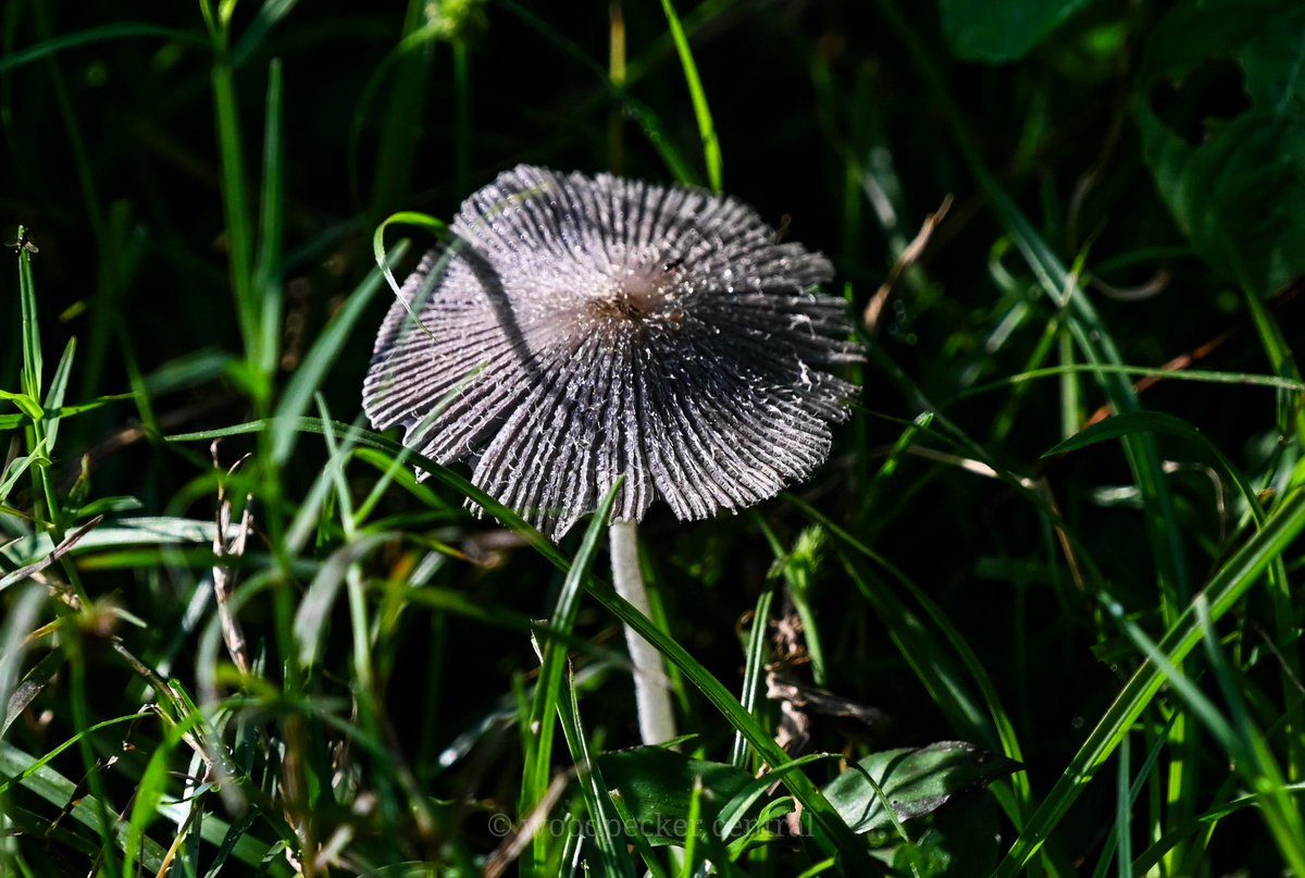 Inkcap mushroom (genus coprinopsis) for theme #macromonday. 
Jhilmil Jheel - September 2023. 

#IndiAves #ThePhotoHour #natgeoyourshot #channel169 #biodiversity #macrophotography #saveindianforests #NikonCreators #nature #fungi #mushrooms #conservation #wetlandwonders