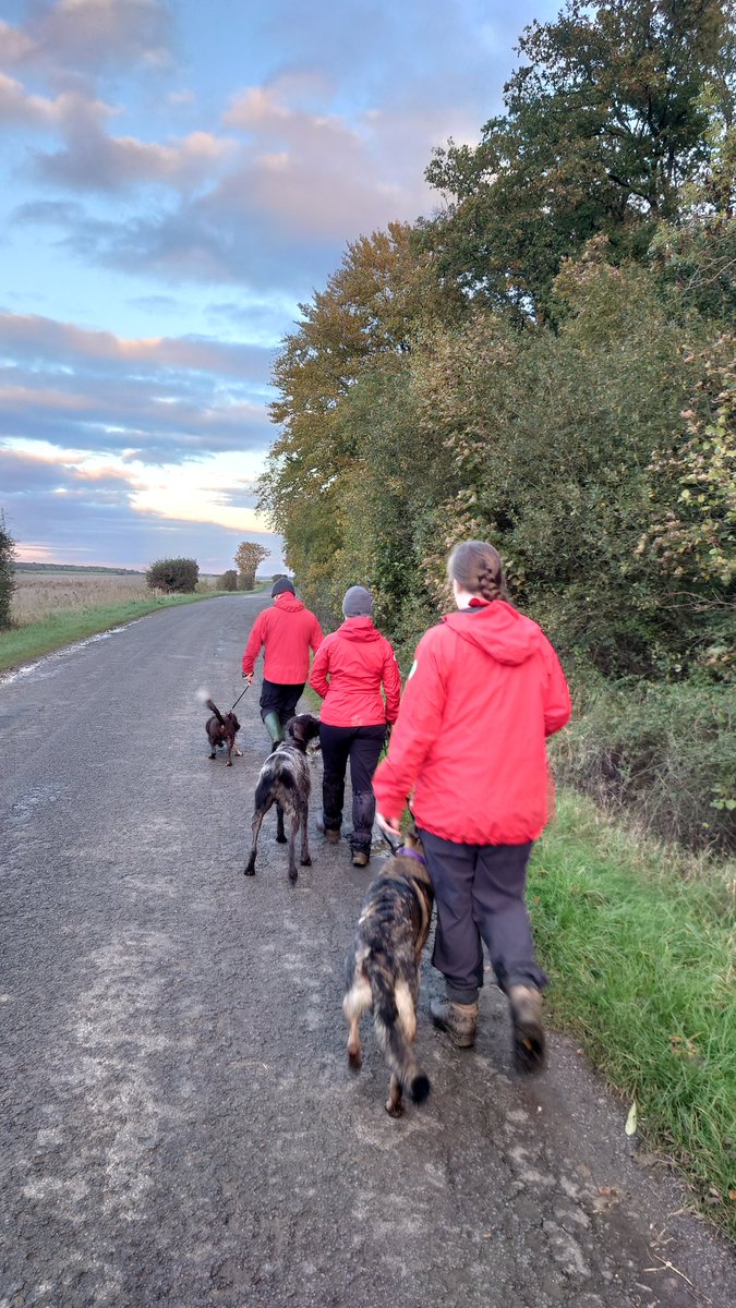 This afternoon I hid in the (wet!) woods and let our search dogs find me. Dogs bodies are vital in helping these handlers train their dogs in finding vulnerable missing people. #LowlandRescue #SAR #SearchAndRescue