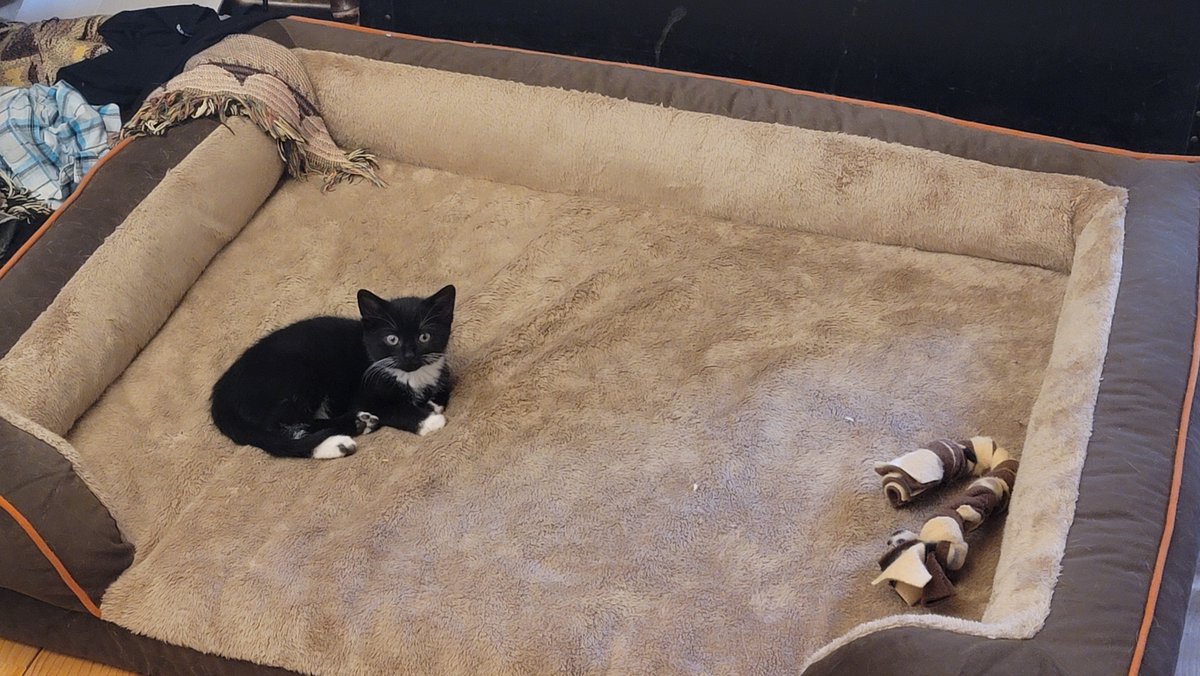 Kitty took over another dog bed. The dog had taken up residence on the sofa in the over-garage storage room.