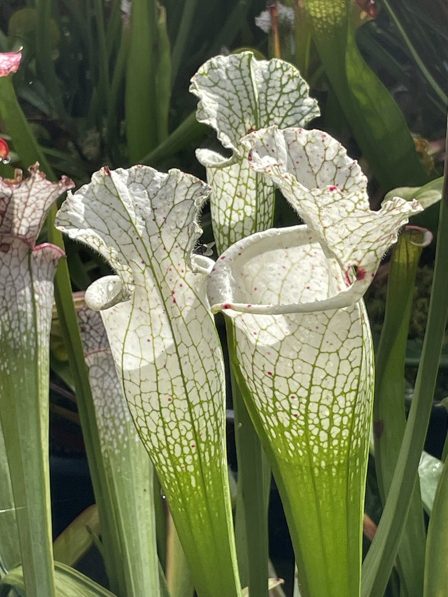 frederic grt tweet media