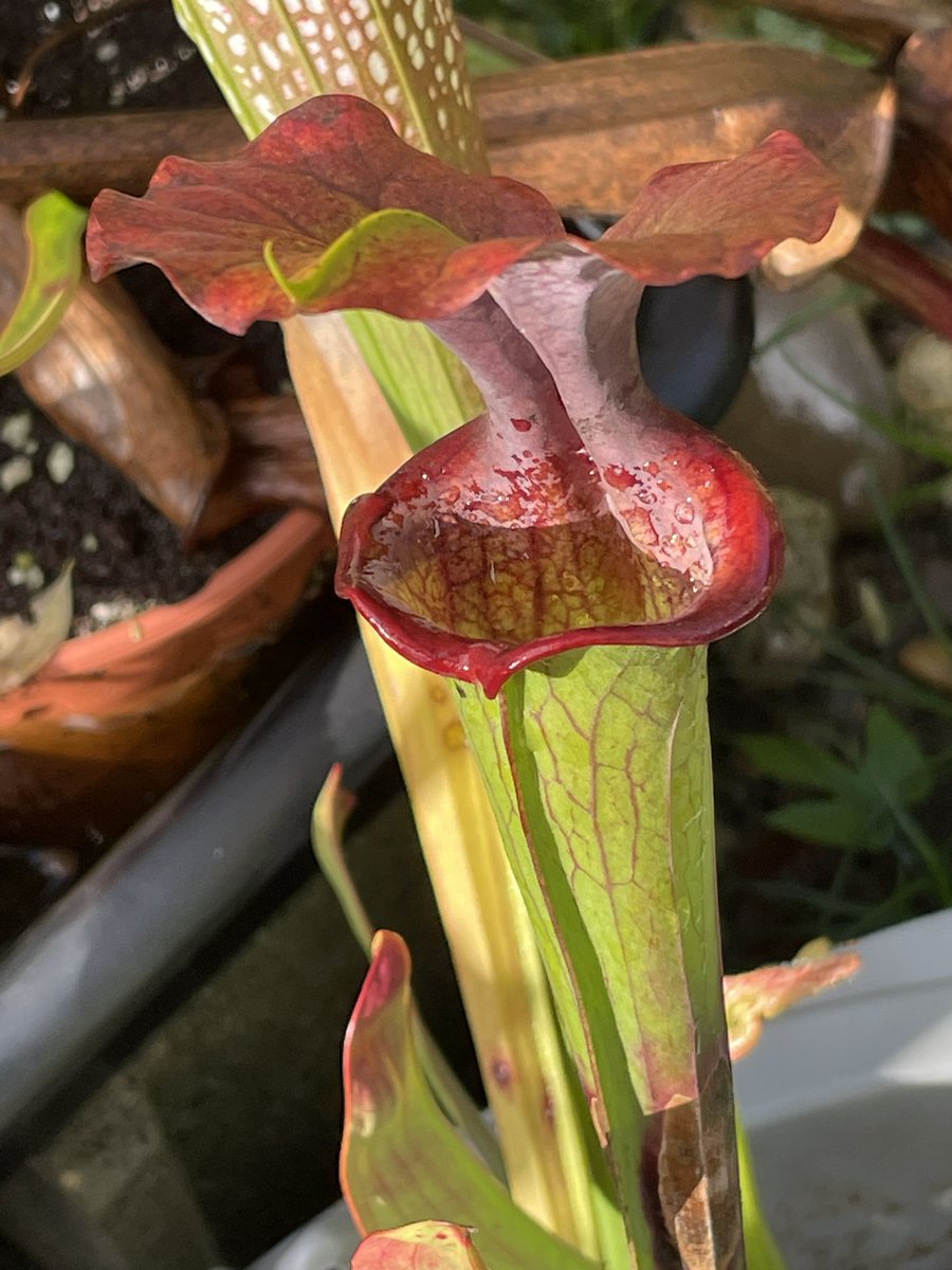 frederic grt tweet media