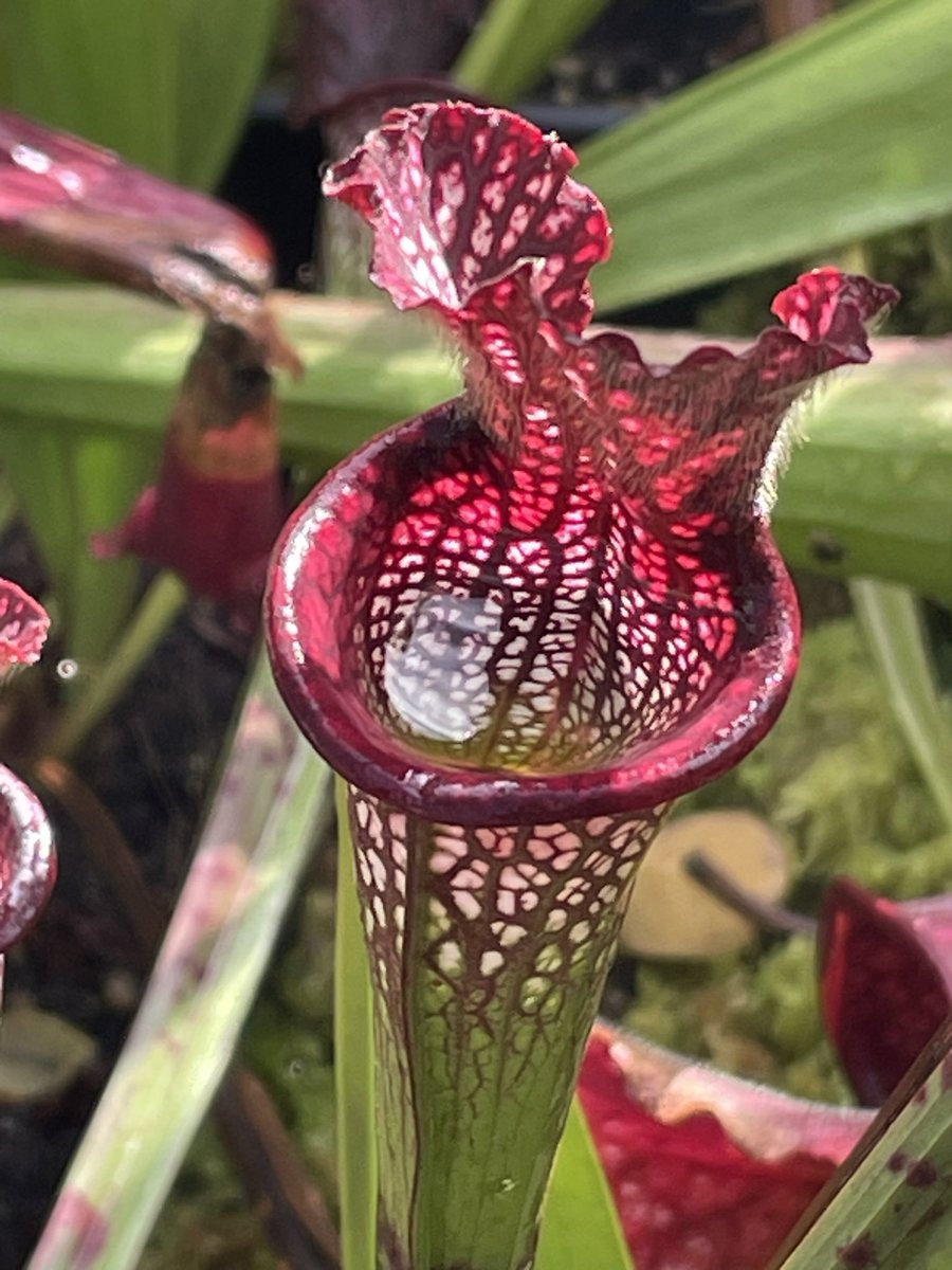 frederic grt tweet media