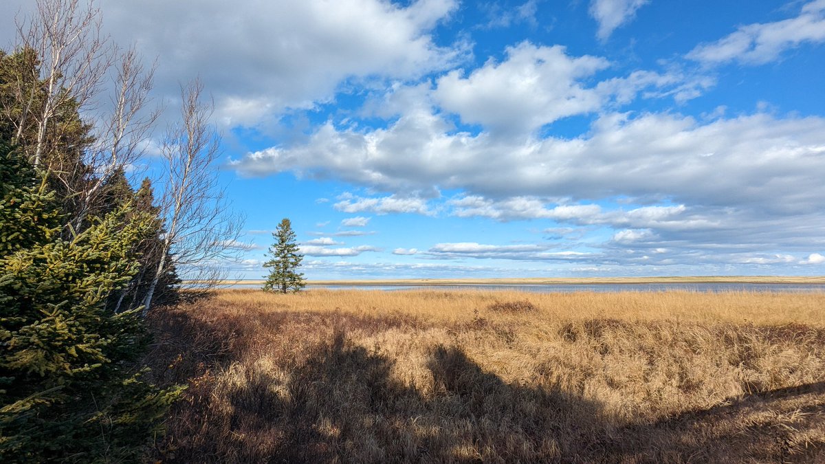 Wanda_Quinn's tweet photo. Our Sunday journeys tend to involve a body of water. This week was no different. We ended up at #KellysBeach in #KOUCHIBOUGUACNP. A cold but beautiful walk along the boardwalk and beach.
#NBLiving #ExploreNB #Pixel6a https://t.co/0wCV79epZn
