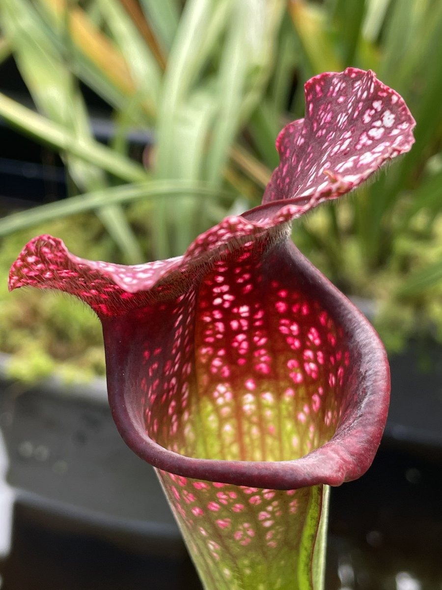 frederic grt tweet media