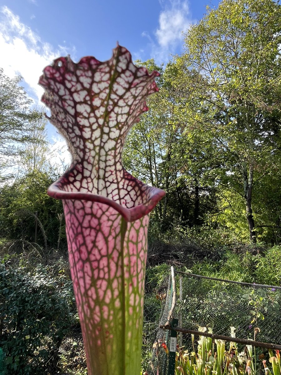 frederic grt tweet media