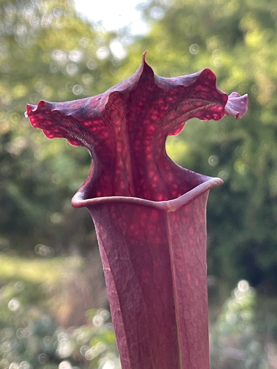 frederic grt tweet media