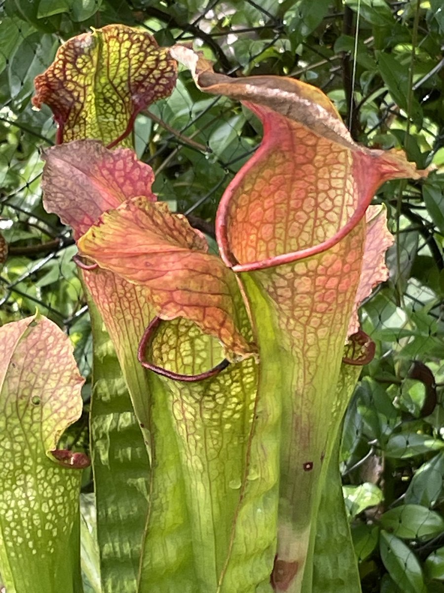 frederic grt tweet media